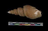 藏品(平瀨峨螺)的圖片